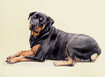 Portrait de Rottweiller